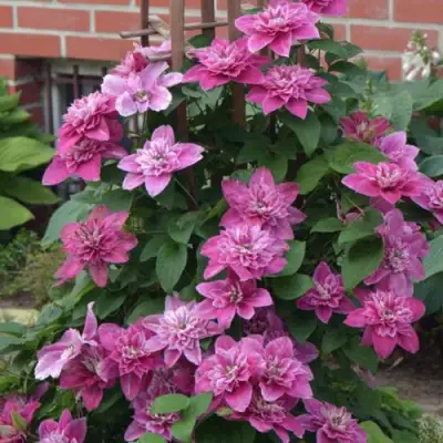 Клематис МАЙ ДАРЛИНГ  в Гомеле