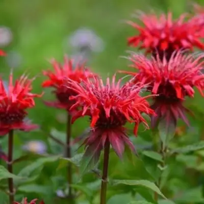 Монарда ПАНОРАМА РЕД в Гомеле