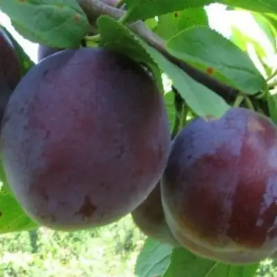 Слива СТАРТОВАЯ в Гомеле