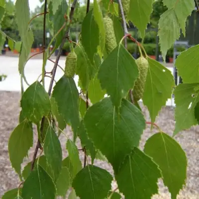 Береза ФАСЦИНЕЙШЕН белая  в Гомеле