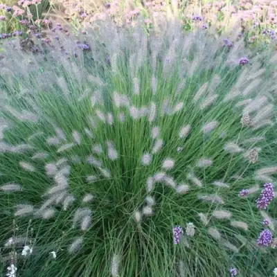 Пеннисетум ХАМЕЛН в Гомеле