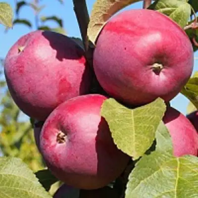 Яблоня ЗОРКА в Гомеле