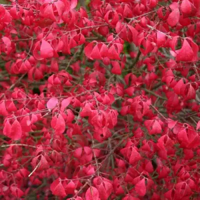 Бересклет КОМПАКТУС  в Гомеле