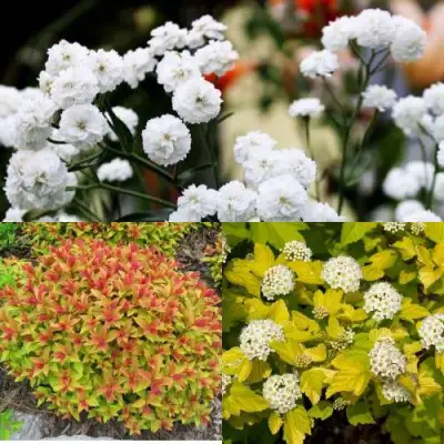 Комплект СОЛНЕЧНЫЙ МИКС в Гомеле