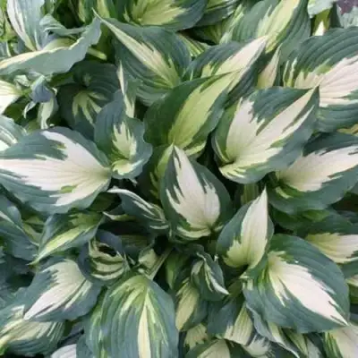 Хоста КРИСМАС КЭНДИ гибридная в Гомеле