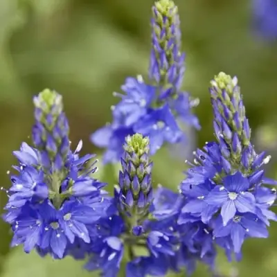 Вероника австрийская в Гомеле