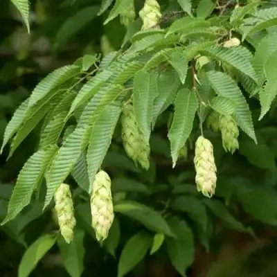 Граб японский в Гомеле