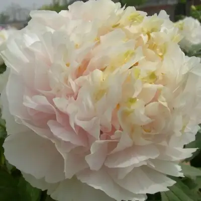 Пион ЗОЛОТОЙ ИЗУМРУД древовидный в Гомеле