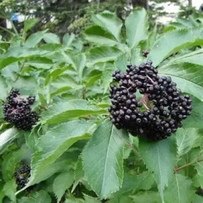 Бузина черная КЛАДЗЕЗЬ в Гомеле