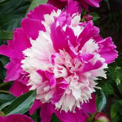 Пион КАПЛЯ РОСЫ травянистый в Гомеле