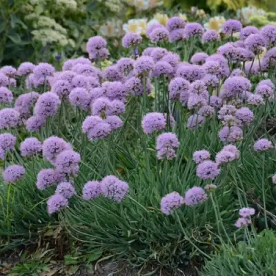 Лук ЛИЗА БЛЮ стареющий в Гомеле