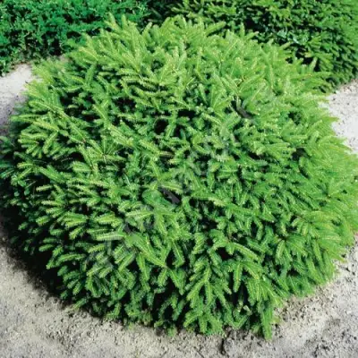 Ель НИДИФОРМИС обыкновенная в Гомеле