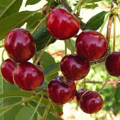 Черешня СЮБАРОВСКАЯ в Гомеле