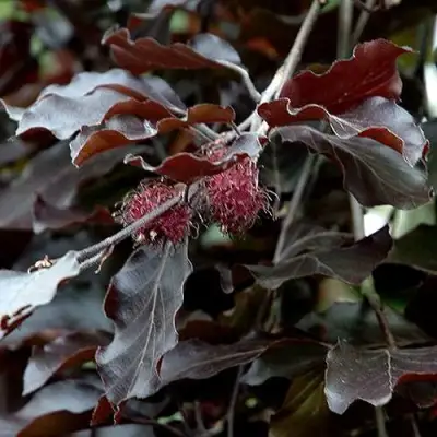 Бук лесной АТРОПУНИЦЕА в Гомеле