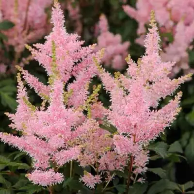Астильба ЮНИК САЛМОН гибридная в Гомеле
