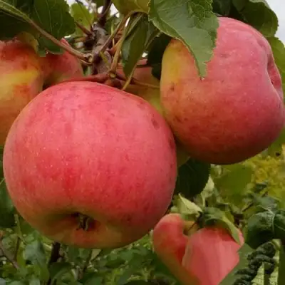 Яблоня БОЛОТОВСКОЕ в Гомеле