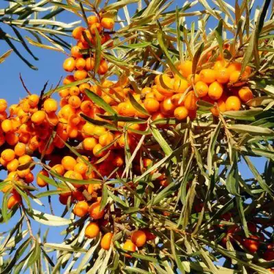 Облепиха ДАР МГУ в Гомеле