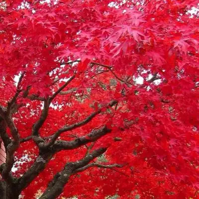 Клен гиннала  в Гомеле