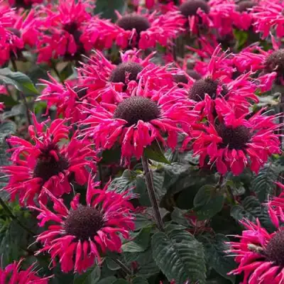 Монарда БИ МЭРИ гибридная в Гомеле