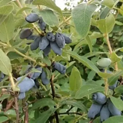 Жимолость съедобная НИМФА (ГАММА) в Гомеле