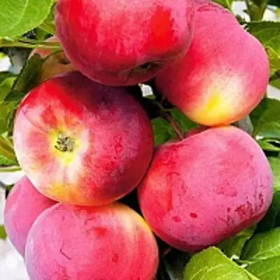 Яблоня СЕРЕБРЯНОЕ КОПЫТЦЕ в Гомеле