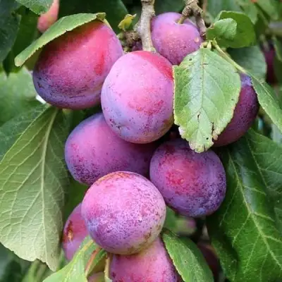 Слива БЛЮ СВИТ колонновидная в Гомеле