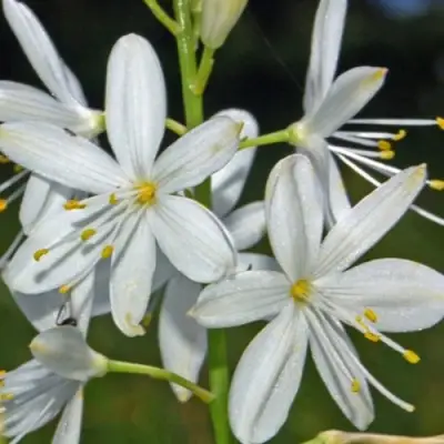 Венечник ветвистый в Гомеле