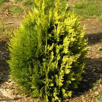 Туя КОППЕР ГОЛД западная в Гомеле