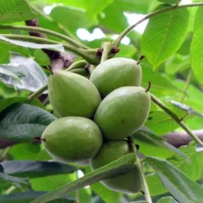 Орех маньчжурский МИЧУРИНЕЦ в Гомеле