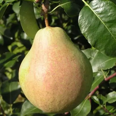 Груша ЛИРА в Гомеле