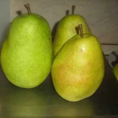 Груша БЕРЕ ЛЮКА в Гомеле