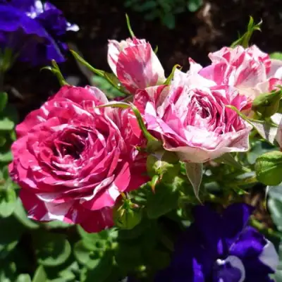 Роза ФЛЕШ ДАНС спрей в Гомеле