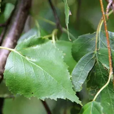 Береза ПОВИСЛАЯ в Гомеле