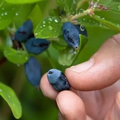 Жимолость съедобная АМФОРА в Гомеле