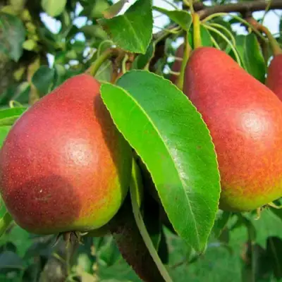 Груша ГЕРА в Гомеле