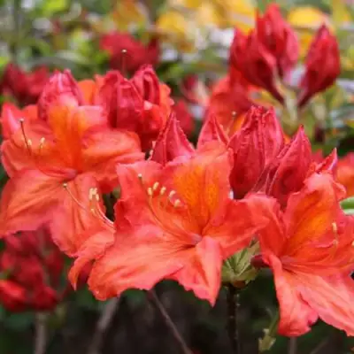 Азалия ЛИЛИНШТЕЙН японская в Гомеле