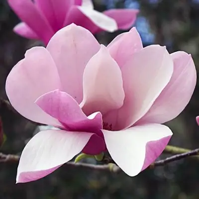 Магнолия РИККИ в Гомеле