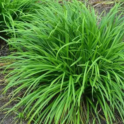 Осока АЙРИШ ГРИН в Гомеле