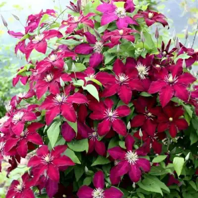 Клематис МАЗОВШЕ в Гомеле