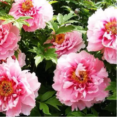 Пион СЕРЕБРИСТЫЙ РУЧЕЙ древовидный в Гомеле