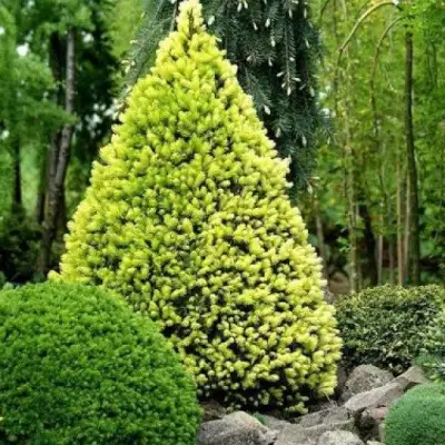 Ель РЕЙНБОУЗ ЭНД сизая в Гомеле