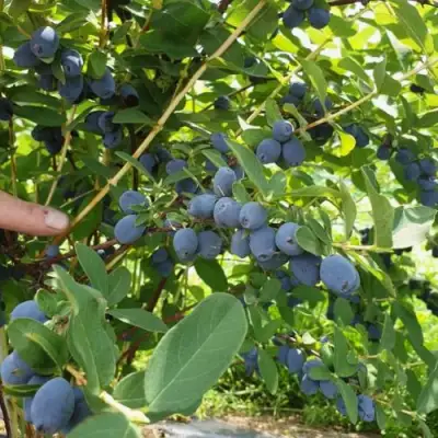 Жимолость съедобная КЛУБНИЧНАЯ СЕНСАЦИЯ в Гомеле