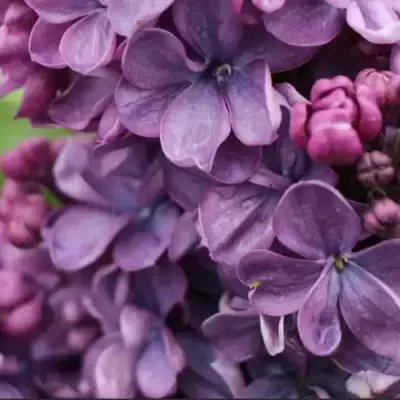 Сирень ВИОЛЕТТА в Гомеле