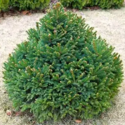 Ель БАРРИ обыкновенная в Гомеле