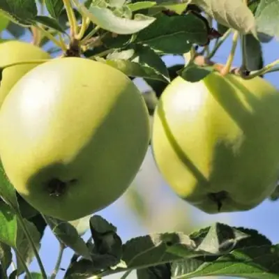 Яблоня САХАРНАЯ в Гомеле