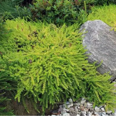 Водяника БЕРНШТЕЙН черная в Гомеле