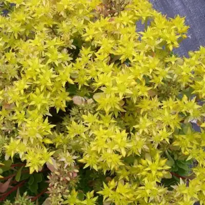 Очиток (седум) ИММЕРГРЮНХЕН в Гомеле