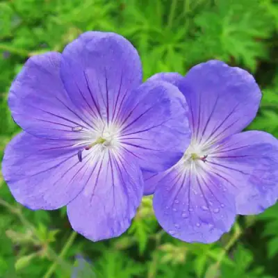 Герань БРУКСАЙД гибридная в Гомеле