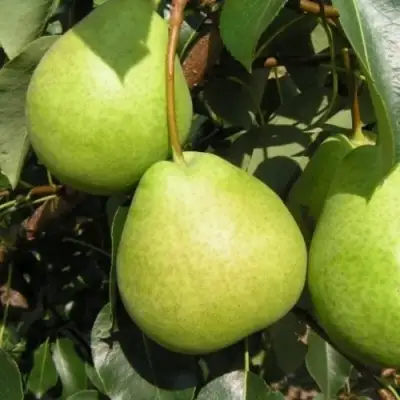 Груша ЛАГОДНАЯ в Гомеле