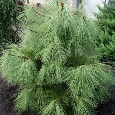 Сосна желтая  в Гомеле